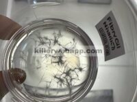 Persiapan Terkendali Polytetrafluoroethylene@Dendritic Fibrous Nanosilica Micro/Nanopartikel dan Aplikasinya sebagai Aditif untuk Pelumasan Air